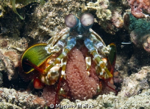 mantis shrimp by Mariano Mañas 